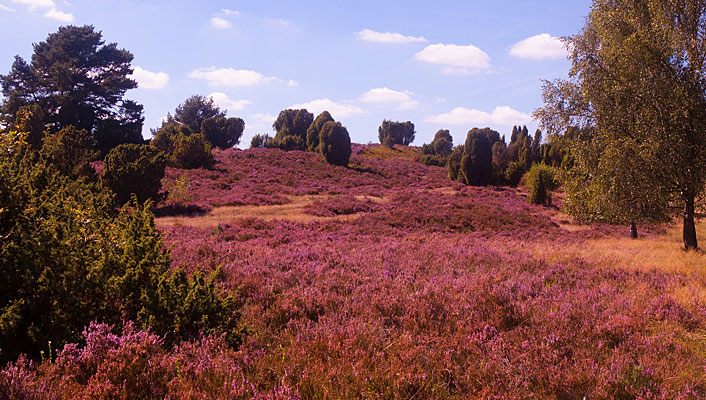 Die Lüneburger Heide