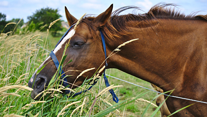 Reiten und Golfen